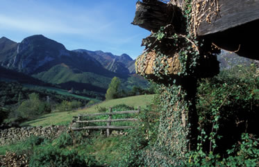 Paisaje verde